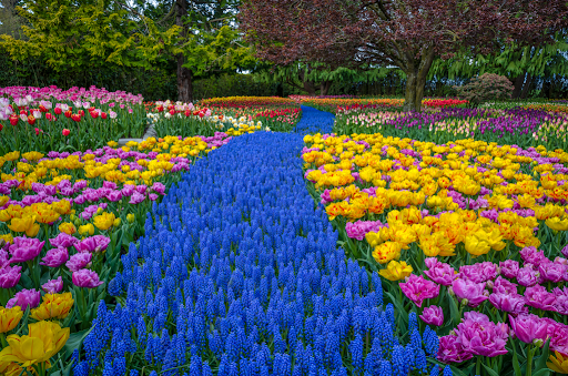 The Skagit Valley Tulip Festival Begins 2025 Festivities This Spring